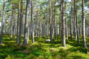 Em 2017, o VAB da silvicultura diminuiu 2,3% em volume e 1,0% em valor. Em 2018, o saldo da balança comercial dos produtos de origem florestal registou um excedente de 2,6 mil milhões de euros