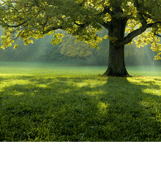 A beautiful tree in the middle of a field covered with grass with the tree line in the background