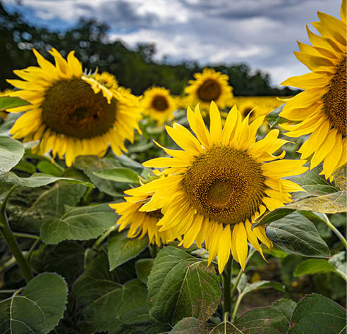 A closeup shot of blooming sunflowers in the field