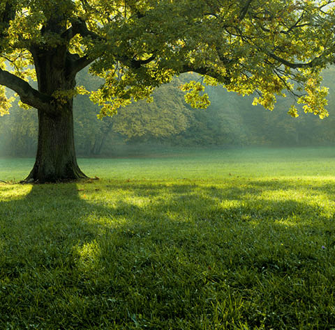 A beautiful tree in the middle of a field covered with grass with the tree line in the background