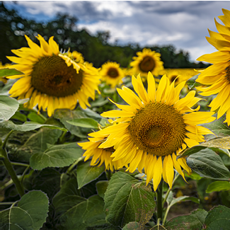 A closeup shot of blooming sunflowers in the field