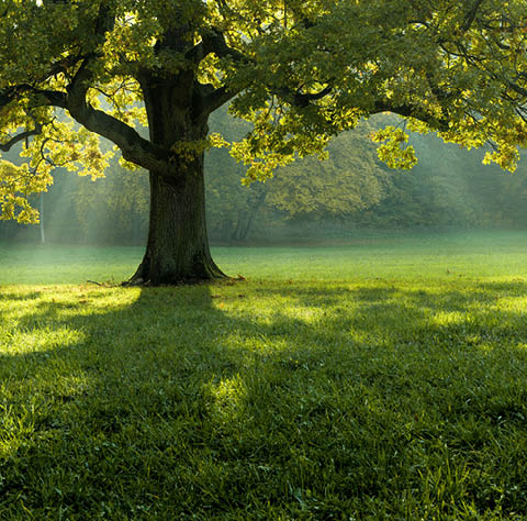 A beautiful tree in the middle of a field covered with grass with the tree line in the background