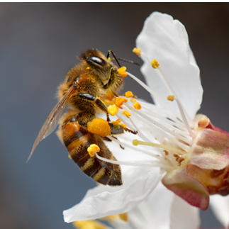 A honey bee collects pollen and nectar on a peach blossom. Selective focus. Macro.