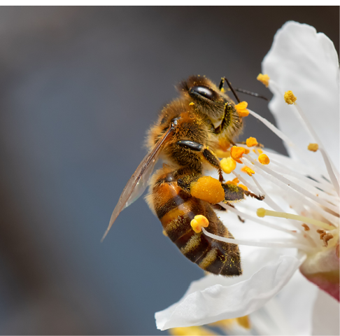 A honey bee collects pollen and nectar on a peach blossom. Selective focus. Macro.