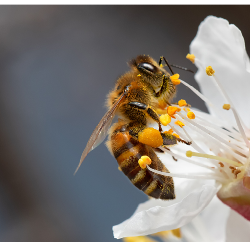 A honey bee collects pollen and nectar on a peach blossom. Selective focus. Macro.