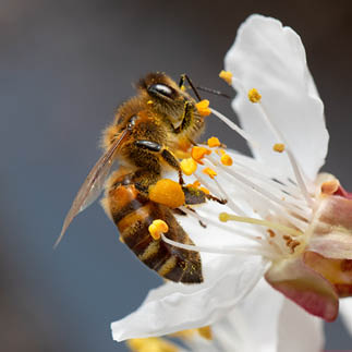 A honey bee collects pollen and nectar on a peach blossom. Selective focus. Macro.