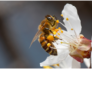 A honey bee collects pollen and nectar on a peach blossom. Selective focus. Macro.