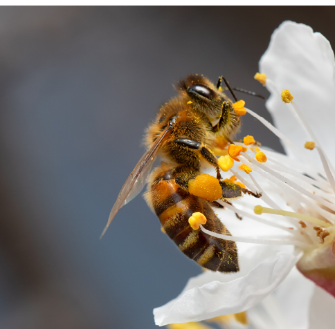 A honey bee collects pollen and nectar on a peach blossom. Selective focus. Macro.