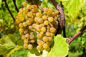 A mais baixa produção de vinho das últimas duas décadas
