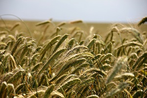 Increase in winter cereals production. Orchards and vineyards with delays in their cultural cycle