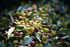 Crop season 2016/2017 recorded historical highs in orchards and olive groves