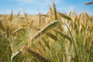Winter cereals: the lowest sown area over the last hundred years
