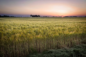 Em 2018, 65% da superfície do Continente era ocupada por área florestal e agrícola