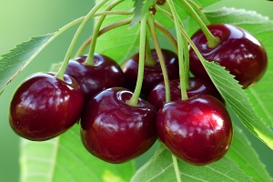 Prospects of good campaign in sweet cherry and peach