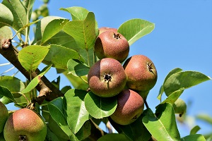 Yield decrease in fruit trees