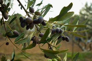 Boas campanhas frutícolas e oleícolas