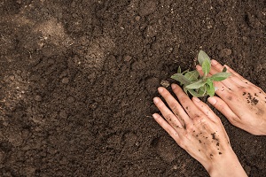 Recenseamento Agrícola - Resultados finais