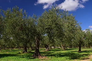 Rendimento da atividade agrícola deverá aumentar 11,1% em 2021