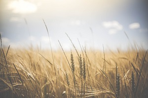 Winter cereals, fodder crops and pastures significantly affected by another year of severe drought