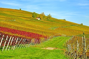 Estatísticas Agrícolas