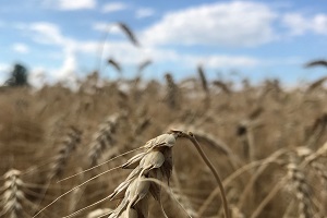 Produção de cereais de inverno em mínimos históricos