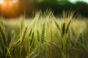 Agricultural Statistics