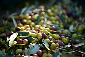 Decresase in olive for oil production