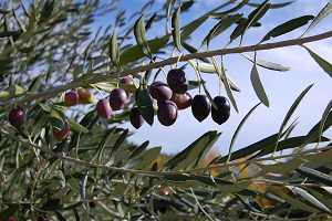 Production of olive for olive oil historically high, exceeding 940 thousand tons