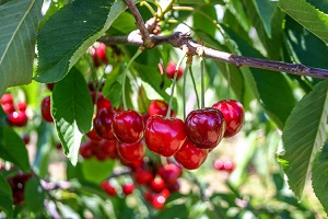 60% decrease in sweet cherry yield