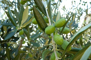 Fruit trees and olive groves with unfavorable crop seasons
