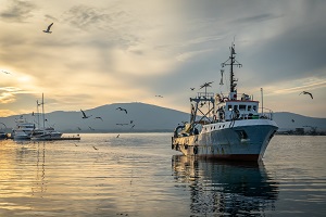 Captures in 2020 and the decrease of the allocated quota led hake catches to the limit