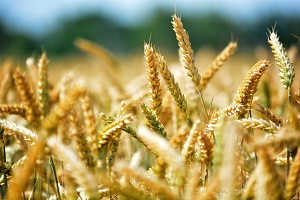 A economia do trigo