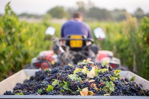Wine production reaches 7.3 million hectolitres, the highest since 2006